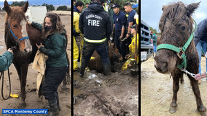 WATCH: Horse and pony rescued from Salinas mudslide