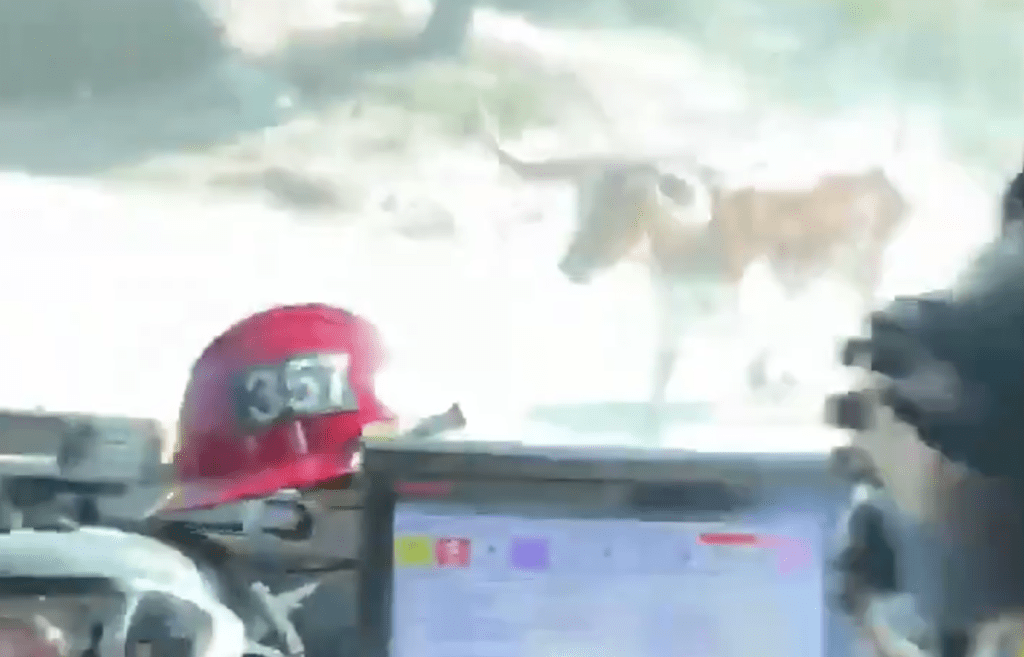VIDEO: Raging bull charges firemen battling Lake Fire