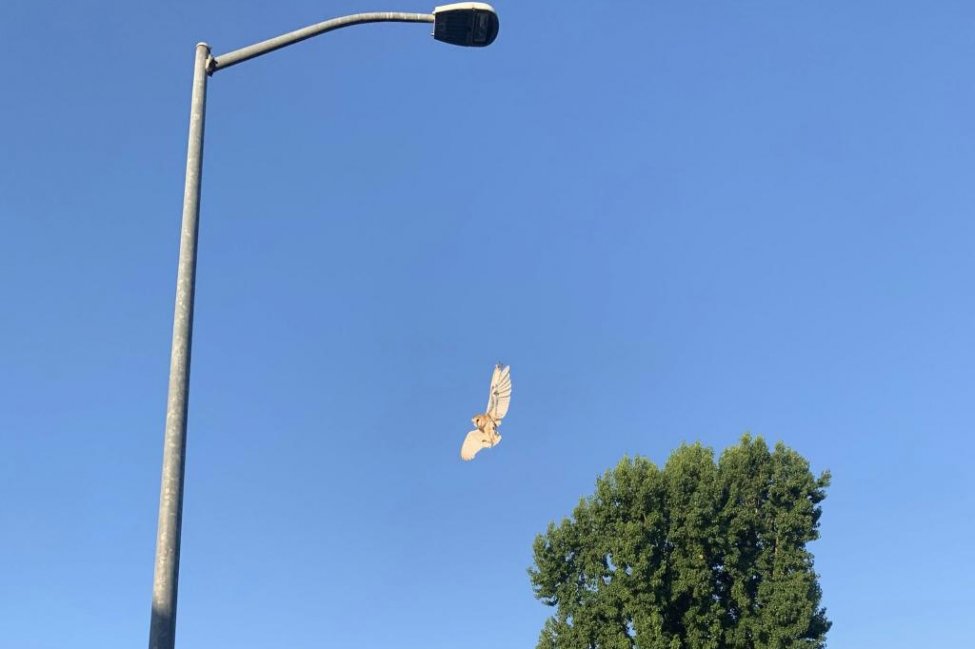 Owl dangling from kite string rescued from light pole