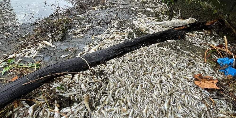 Human Sewage Runoff Causes Mass Fish Kill in SF Bay